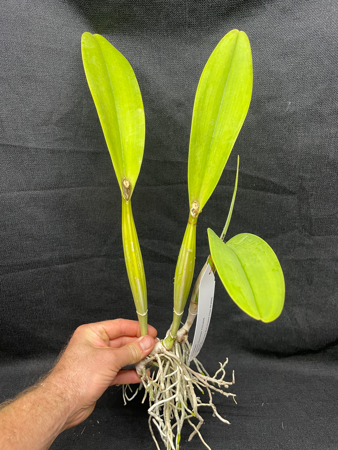 C. trianaei alba `Aranka Germaske&