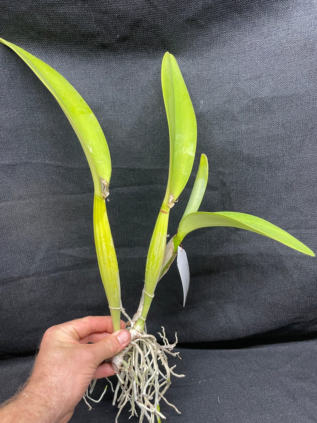 C. trianaei alba `Aranka Germaske&