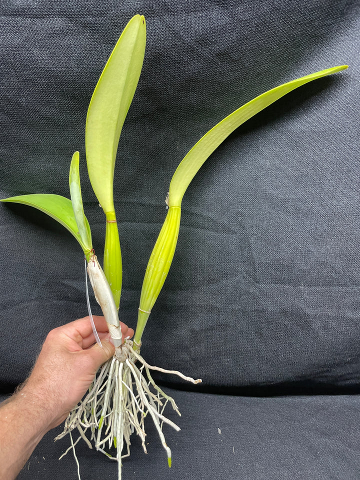 C. trianaei alba `Aranka Germaske&