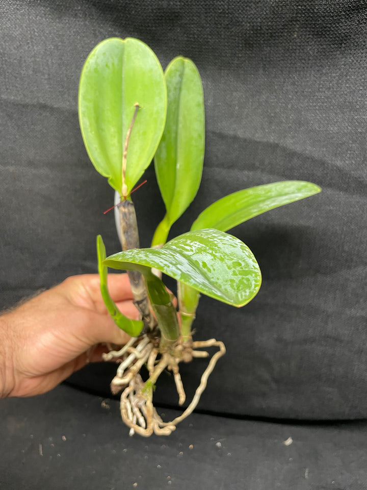 Lc. Samba Crown `El Dorado&