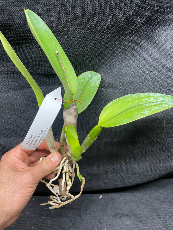 Lc. Samba Crown `El Dorado&