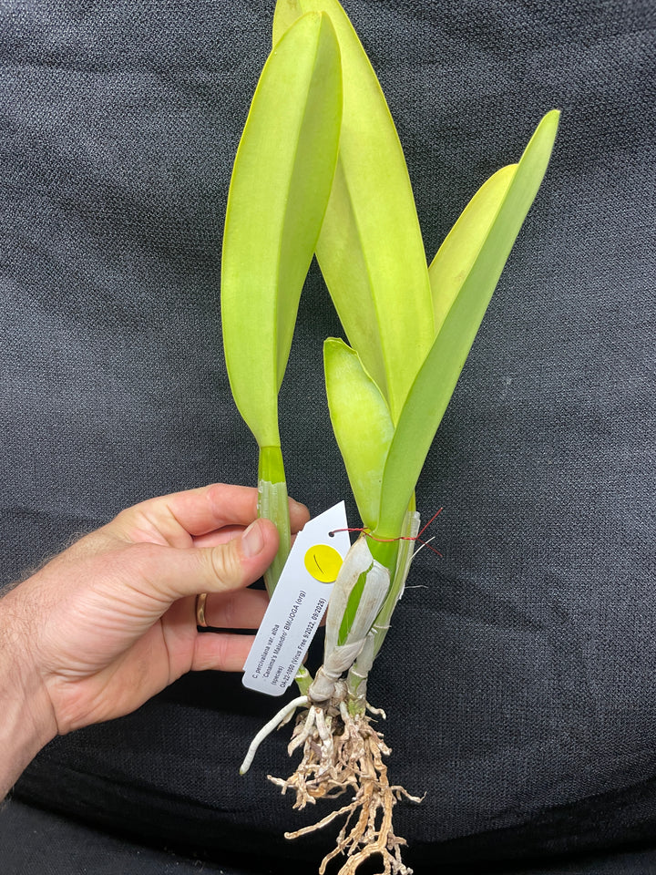C. percivaliana alba `Canaima&