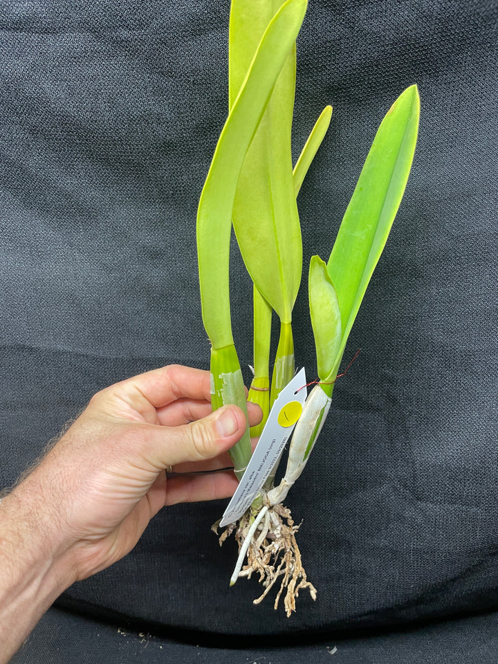 C. percivaliana alba `Canaima&