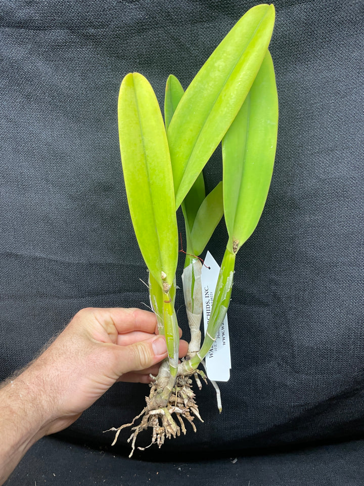 C. percivaliana alba `Canaima&