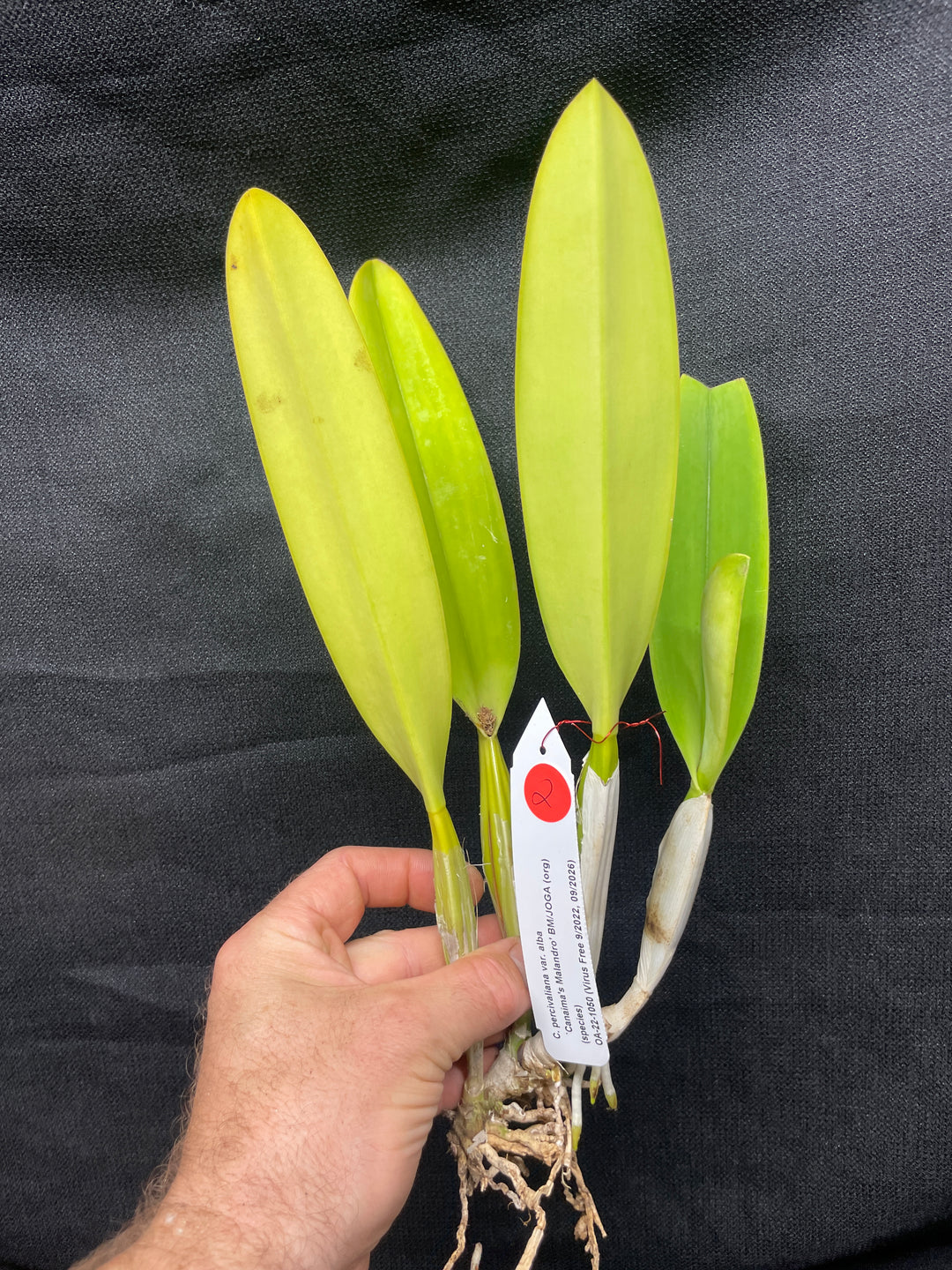 C. percivaliana alba `Canaima&