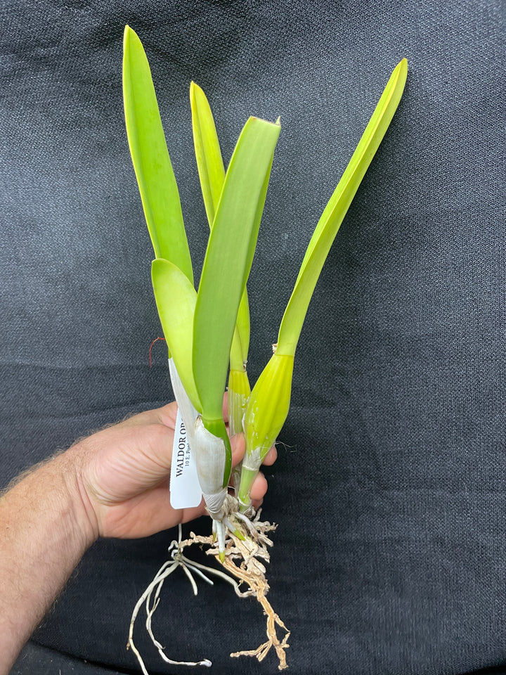 C. percivaliana alba `Canaima&