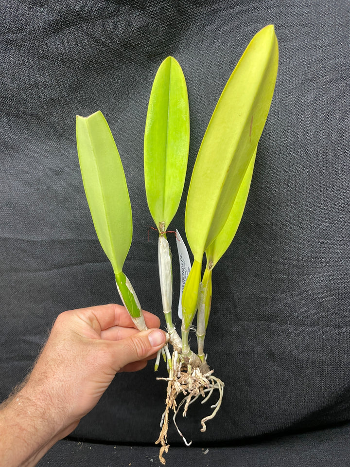 C. percivaliana alba `Canaima&