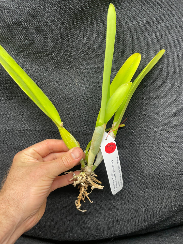 C. percivaliana alba `Canaima&