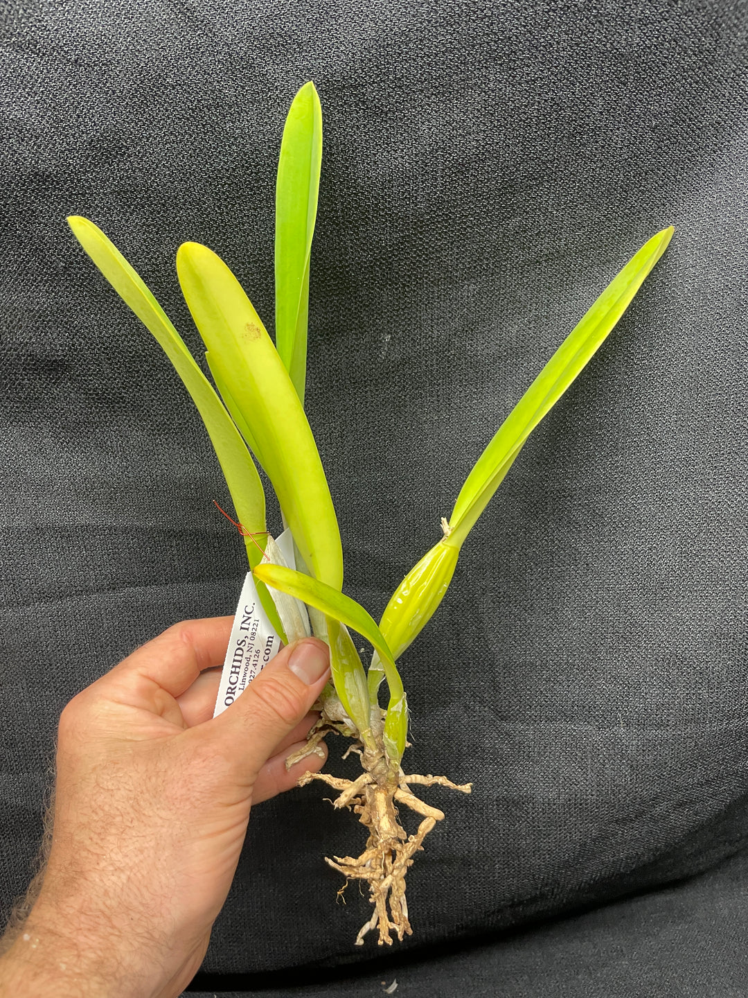 C. percivaliana alba `Canaima&