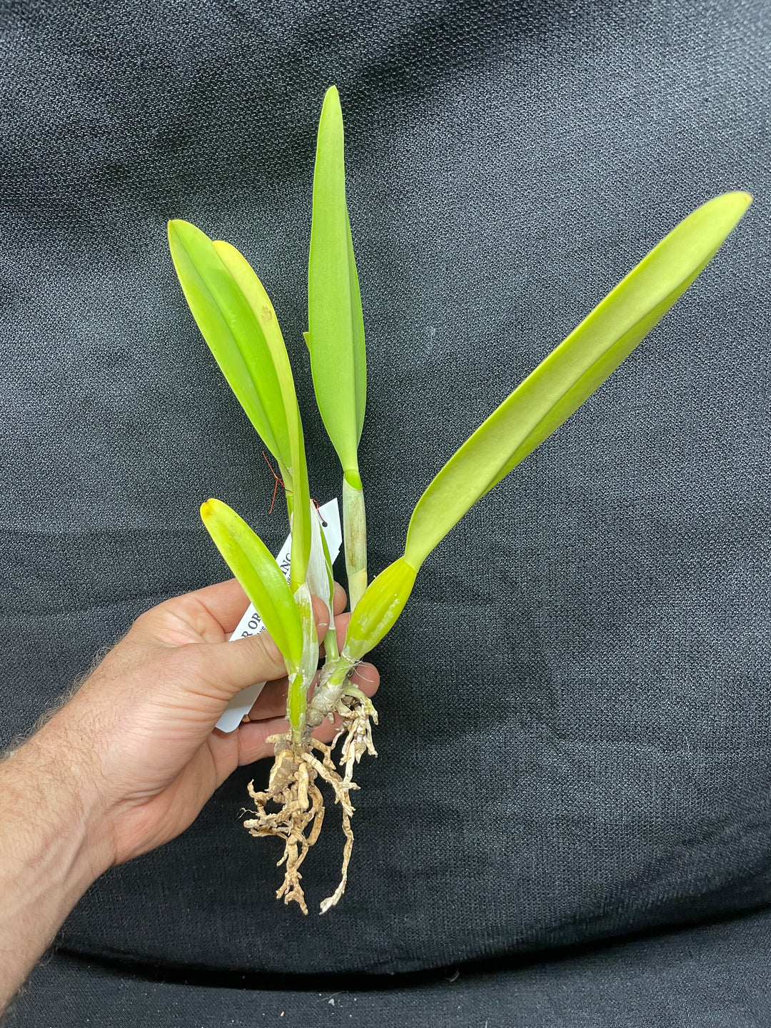 C. percivaliana alba `Canaima&