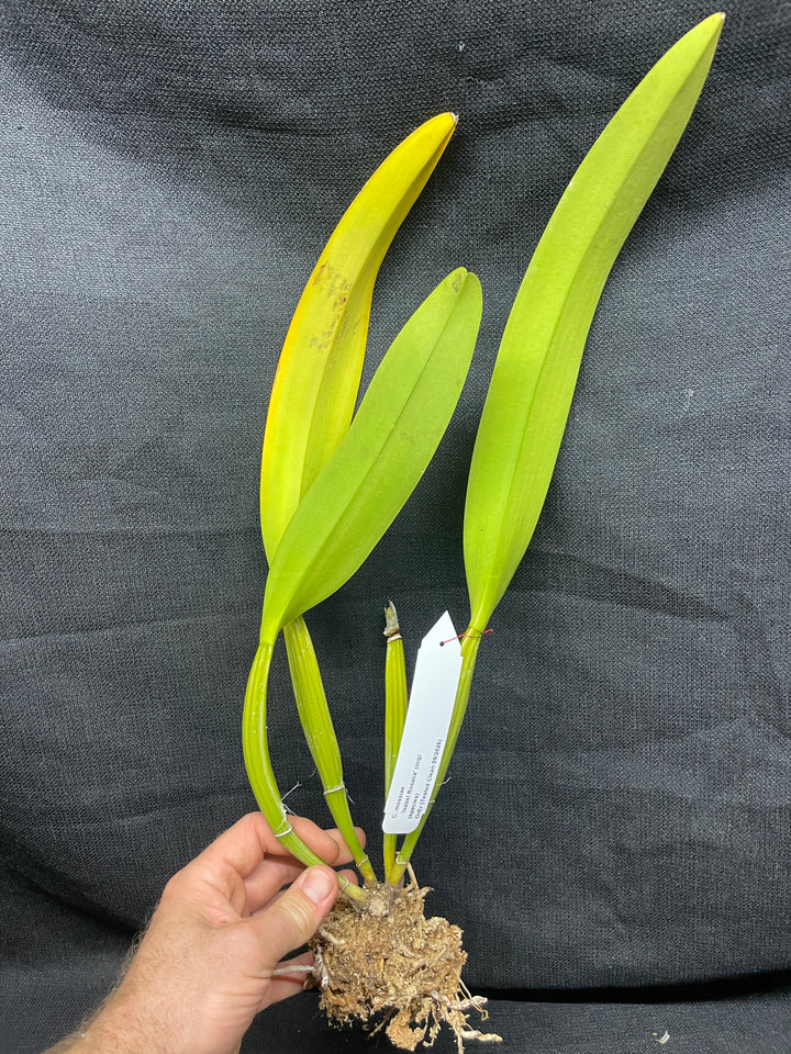 C. mossiae `Isabel Rosalia&