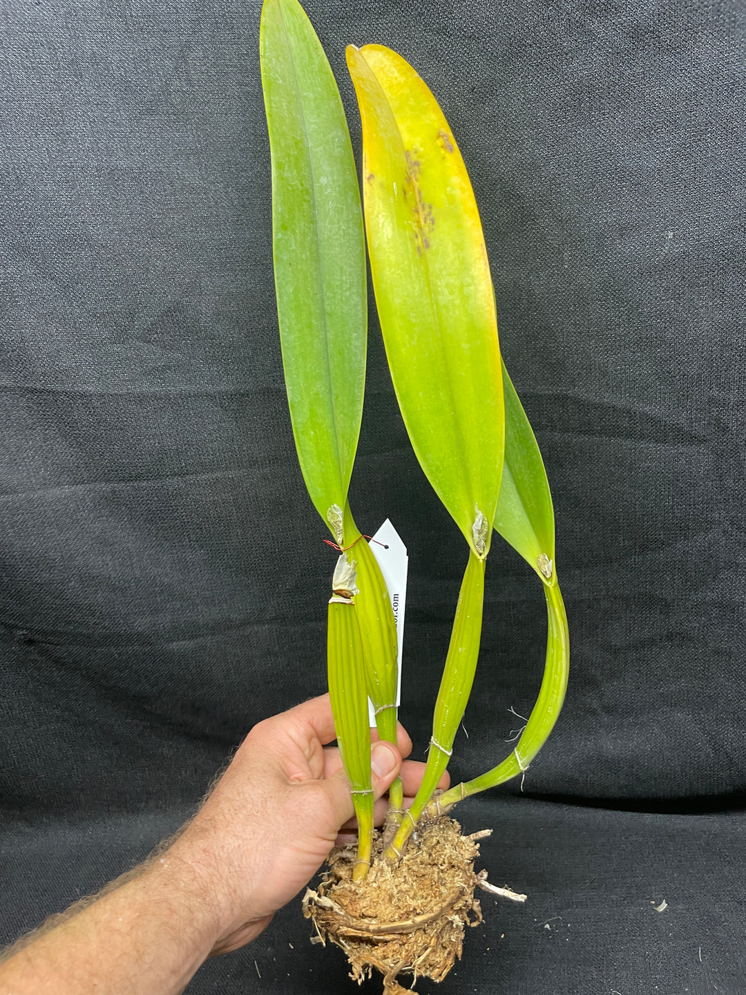 C. mossiae `Isabel Rosalia&