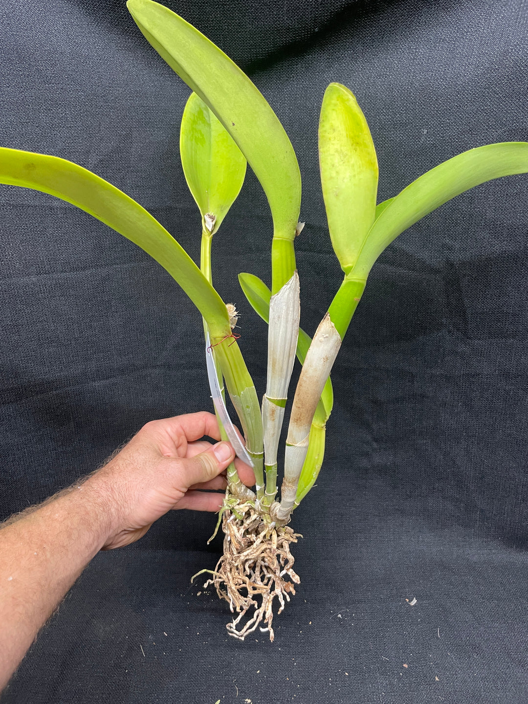 Blc. Eagle Island `Waldor&
