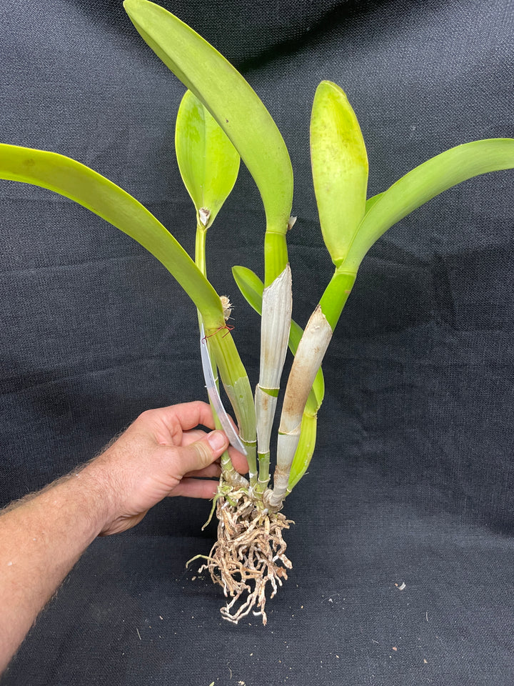 Blc. Eagle Island `Waldor&