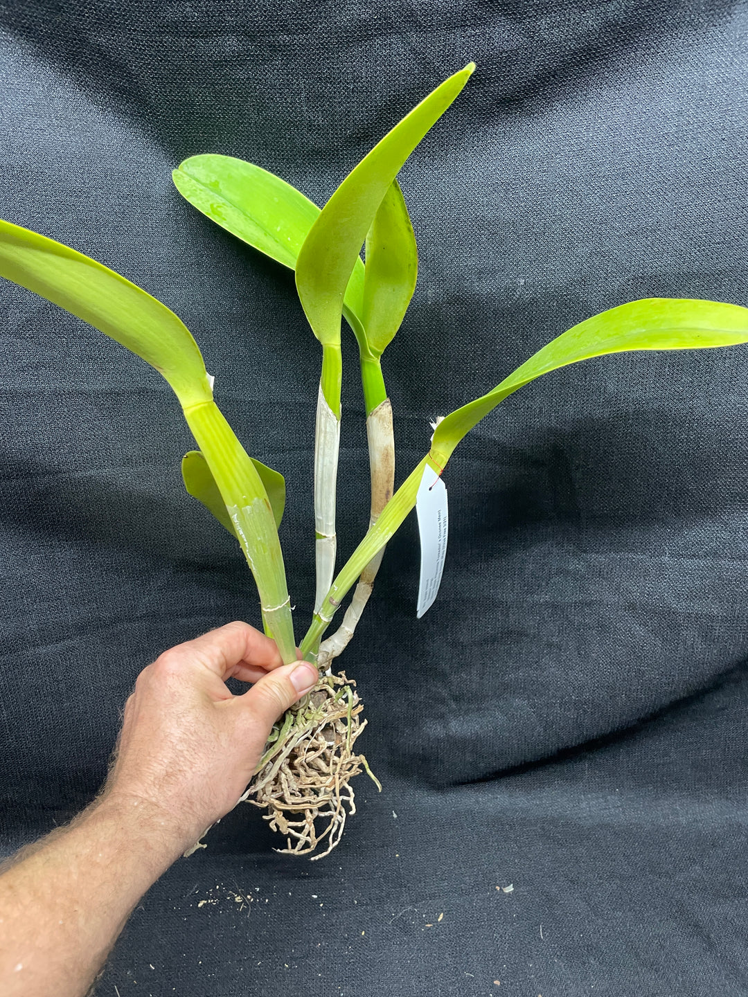 Blc. Eagle Island `Waldor&