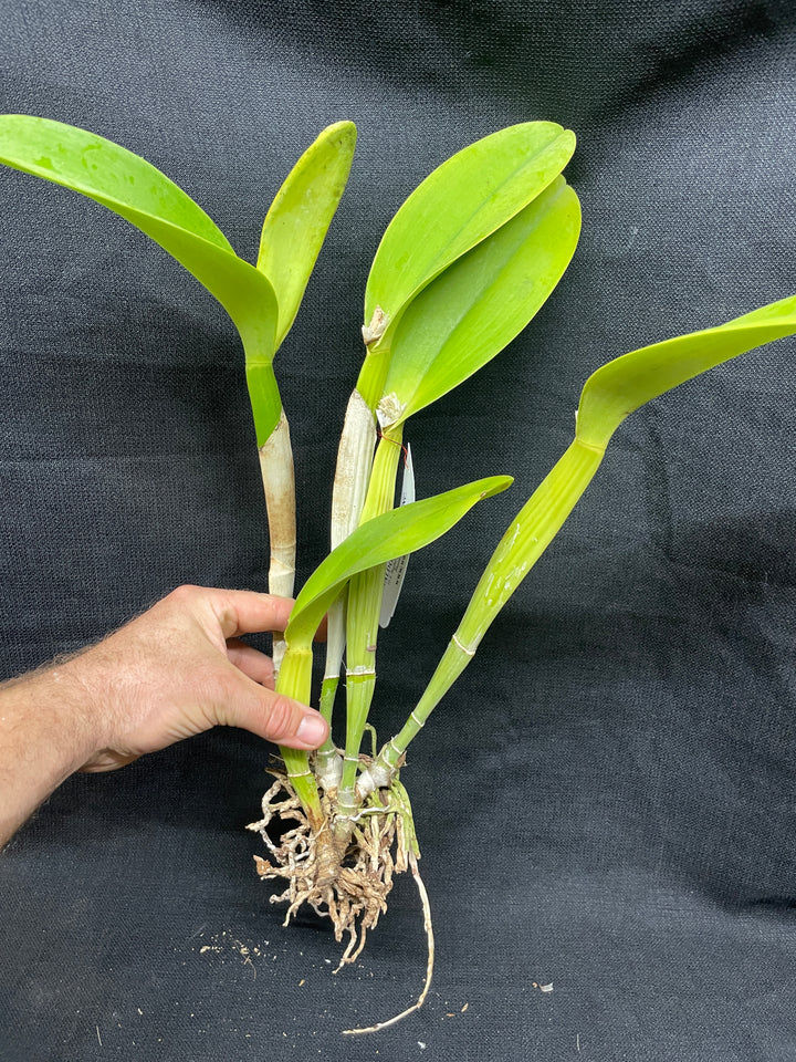 Blc. Eagle Island `Waldor&