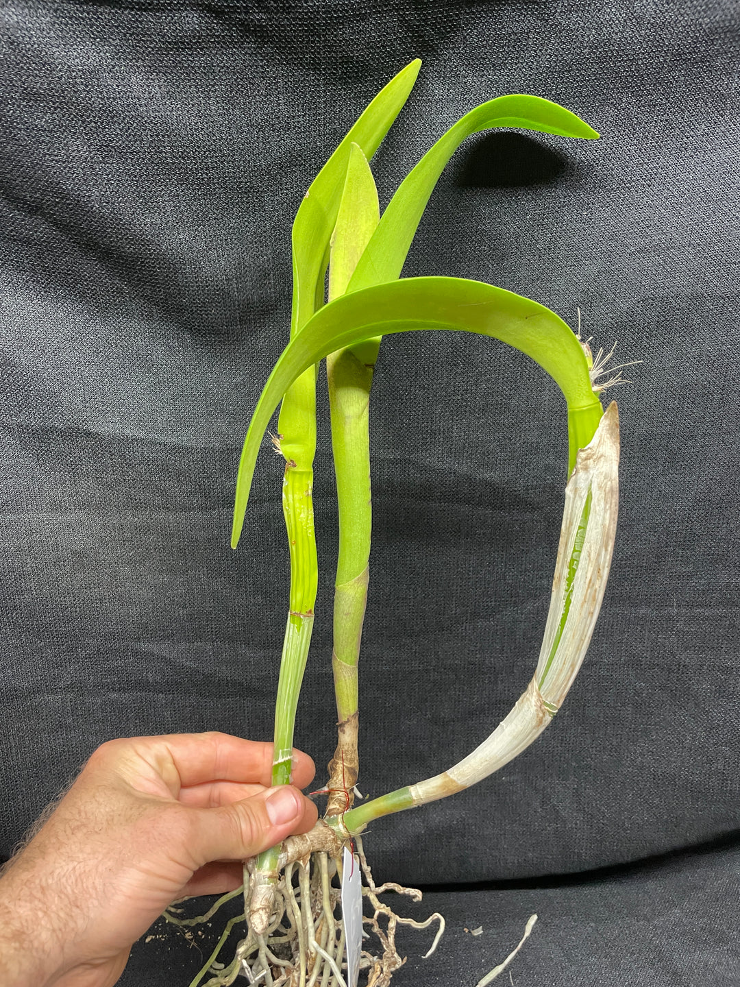 Blc. Momilani Rainbow `Angelica&