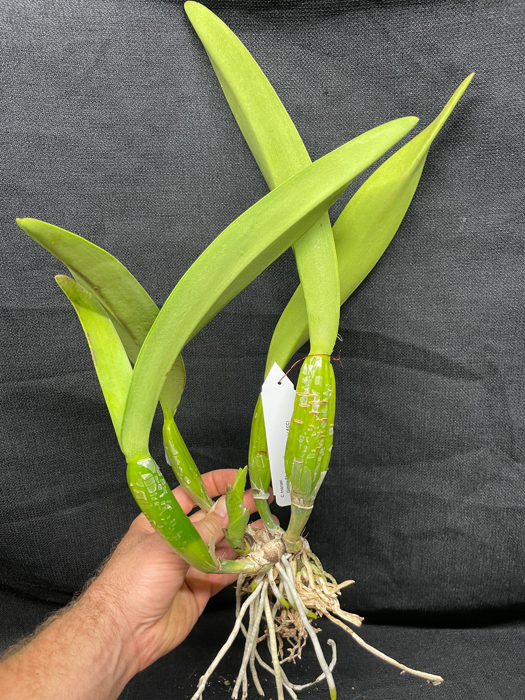 C. trianaei `Gimme Shelter&