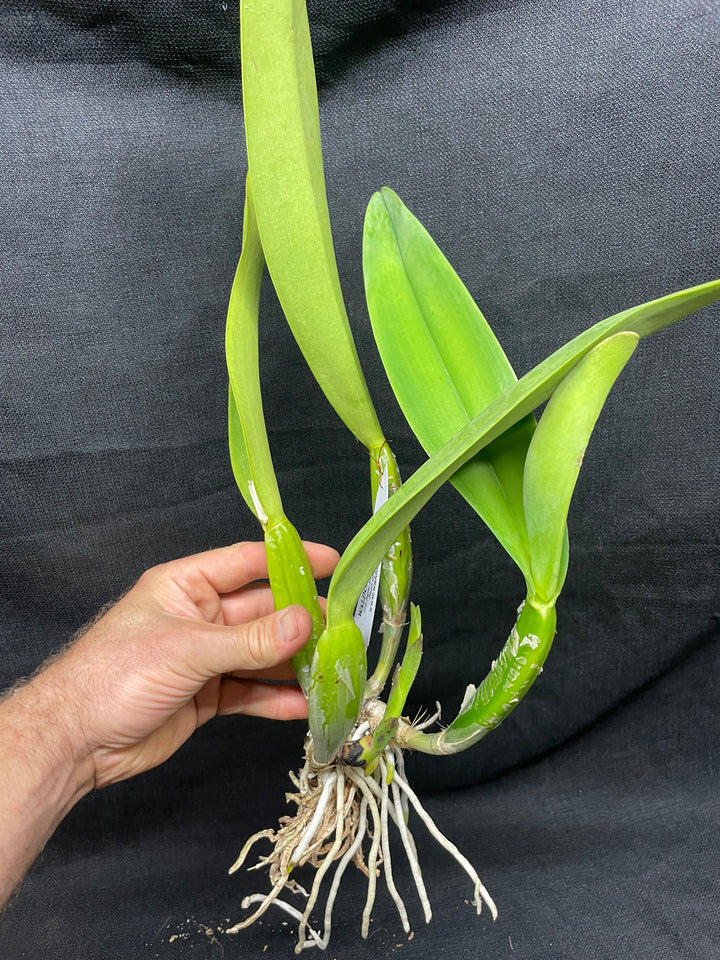 C. trianaei `Gimme Shelter&