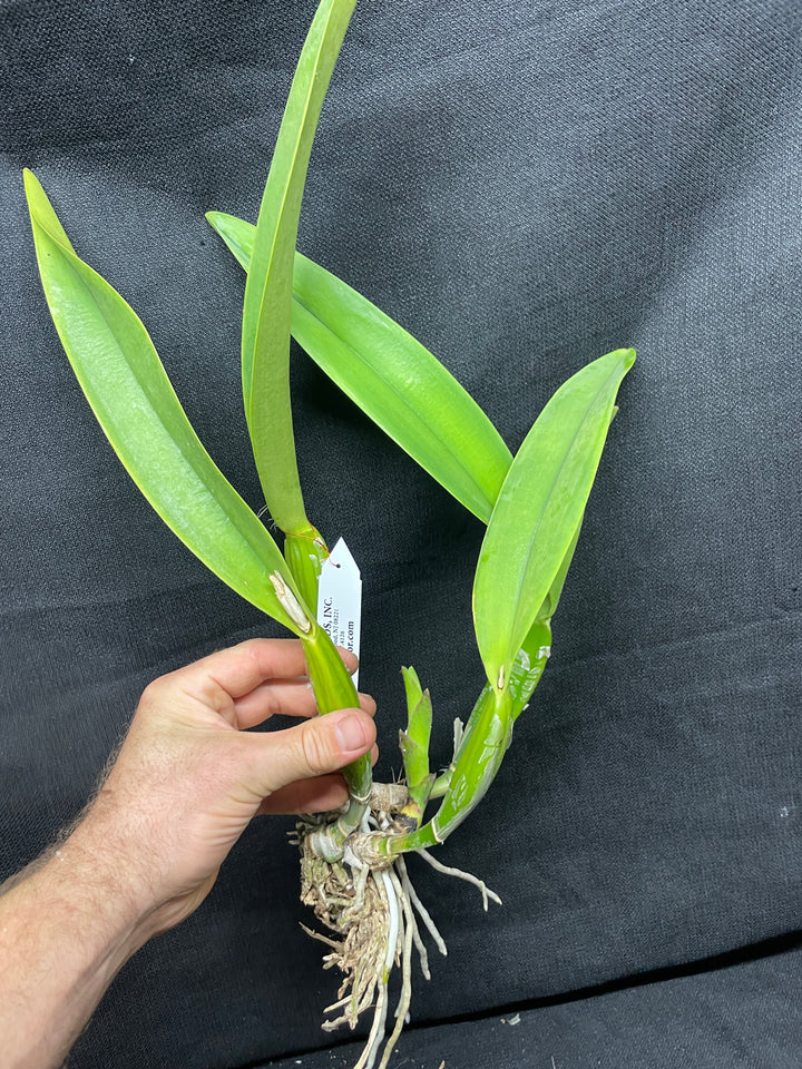 C. trianaei `Gimme Shelter&
