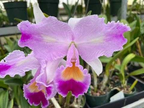 C. trianaei peloric `Lia' BM/JOGA Original Division Select Species Cattleya Orchid Plant Div #1