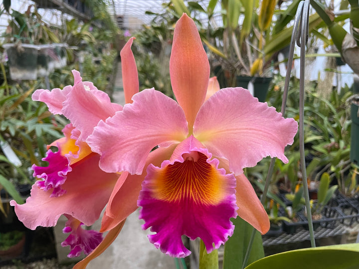 Lc. Antinea `Copper King&