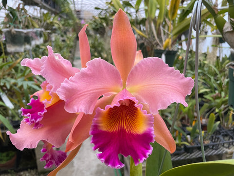 Lc. Antinea `Copper King' AM/RSPC Div #1 Cattleya Orchid Plant