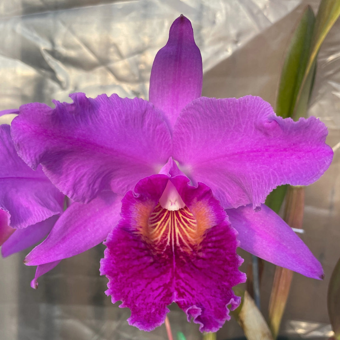 C. jenmanii rubra (`Canaima&