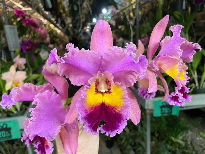 Blc. Silk Road `China Trader&