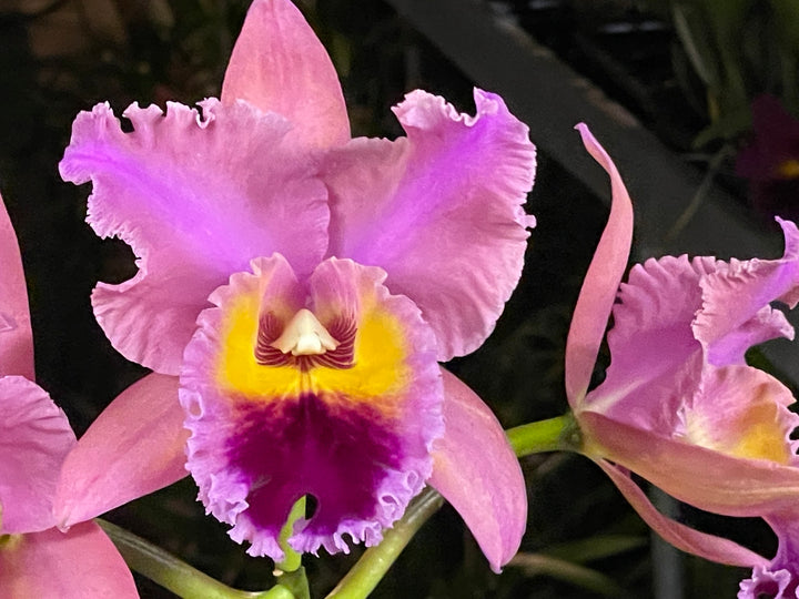Blc. Silk Road `China Trader&