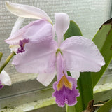 C. trianaei coeulea `Azulino' Original Division Select Species Cattleya Orchid Plant Div #1