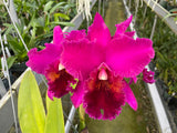 Blc. Carlos Magdiel `Courtney' Div #1 Cattleya Orchid Plant