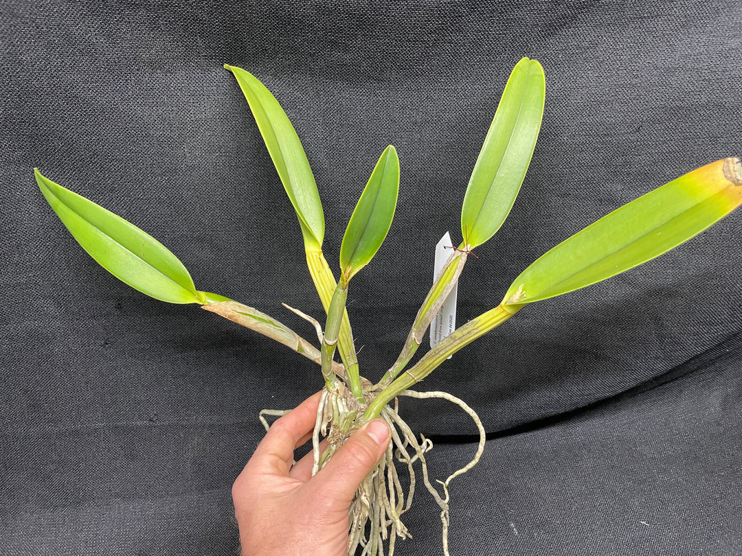 C. lueddemanniana coerulea-splash `Orchid Eros&