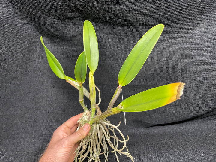C. lueddemanniana coerulea-splash `Orchid Eros&