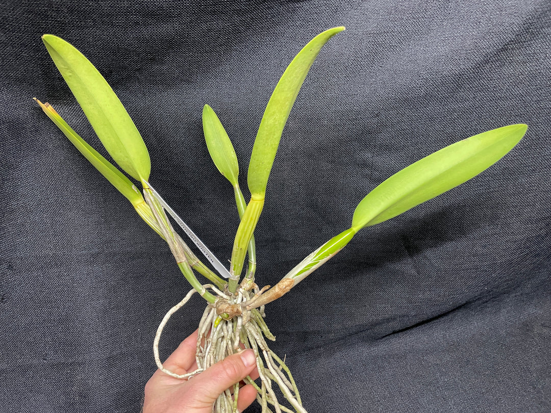 C. lueddemanniana coerulea-splash `Orchid Eros&