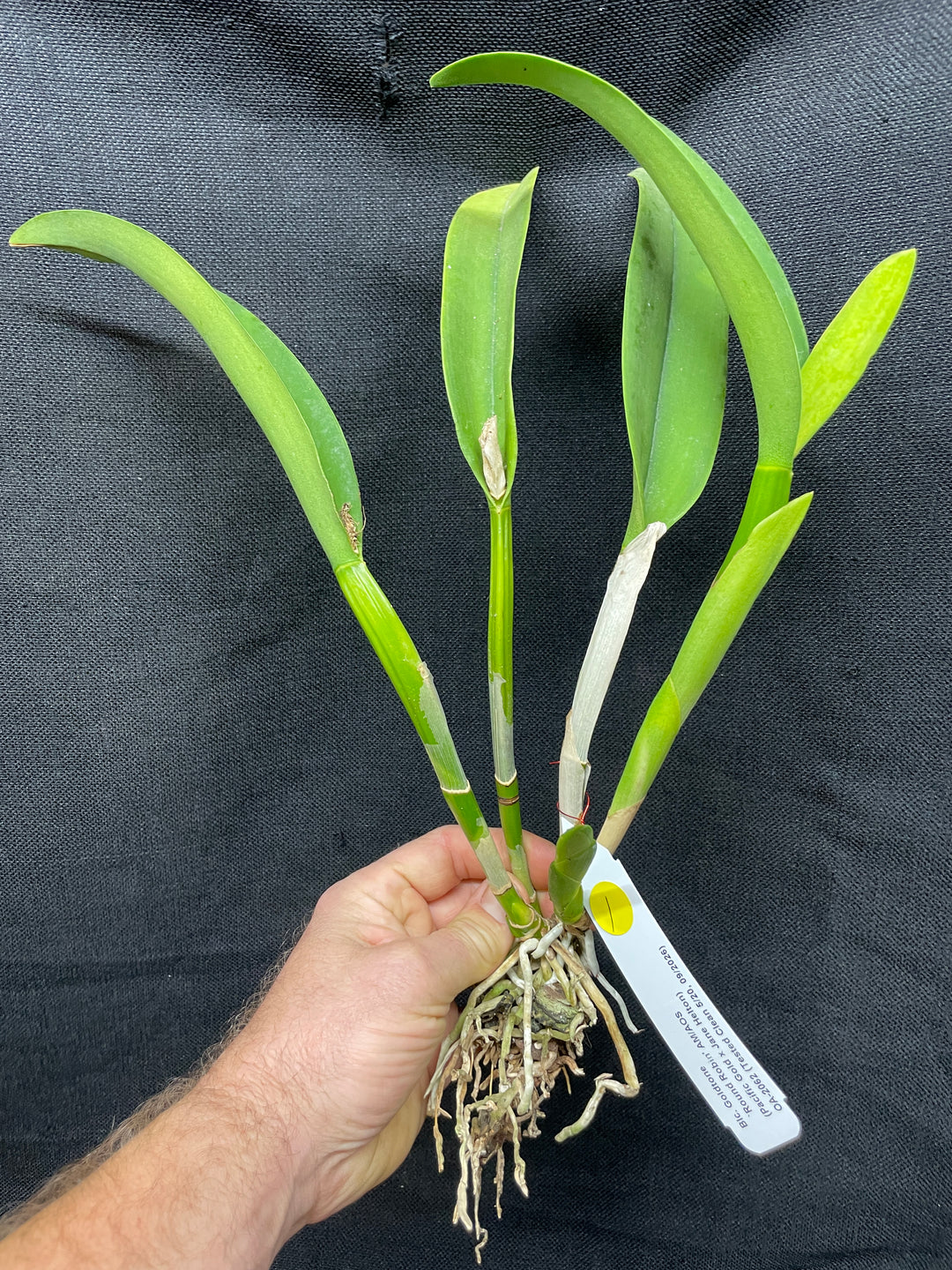 Blc. Goldtone `Round Robin&