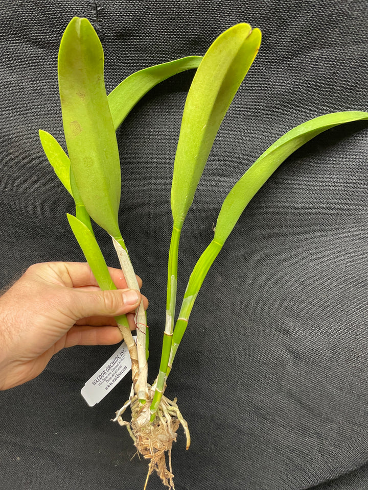 Blc. Goldtone `Round Robin&