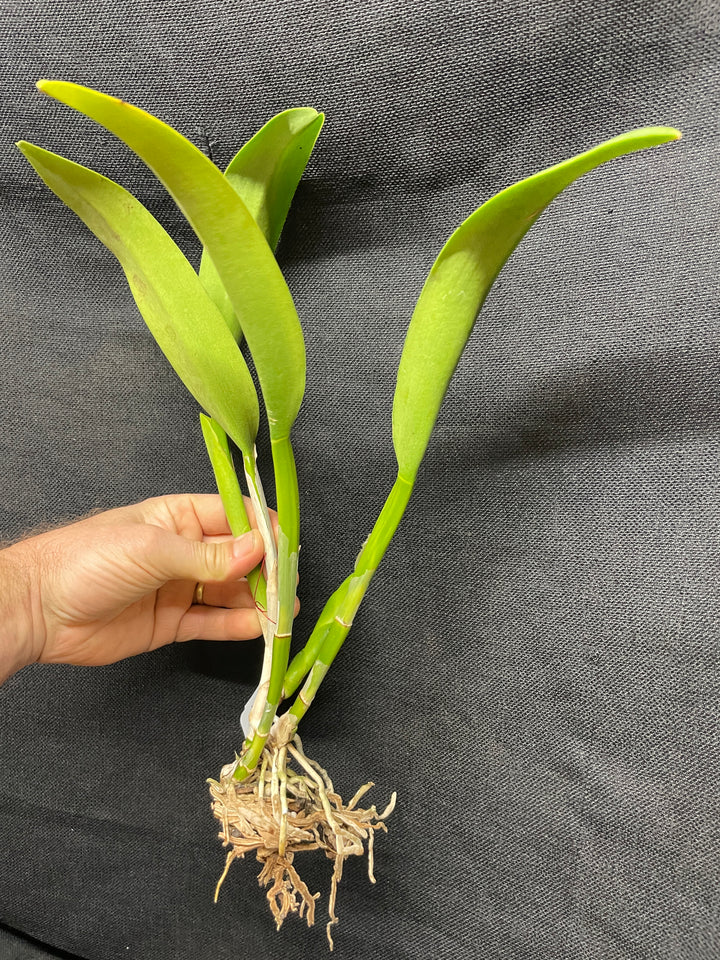 Blc. Goldtone `Round Robin&