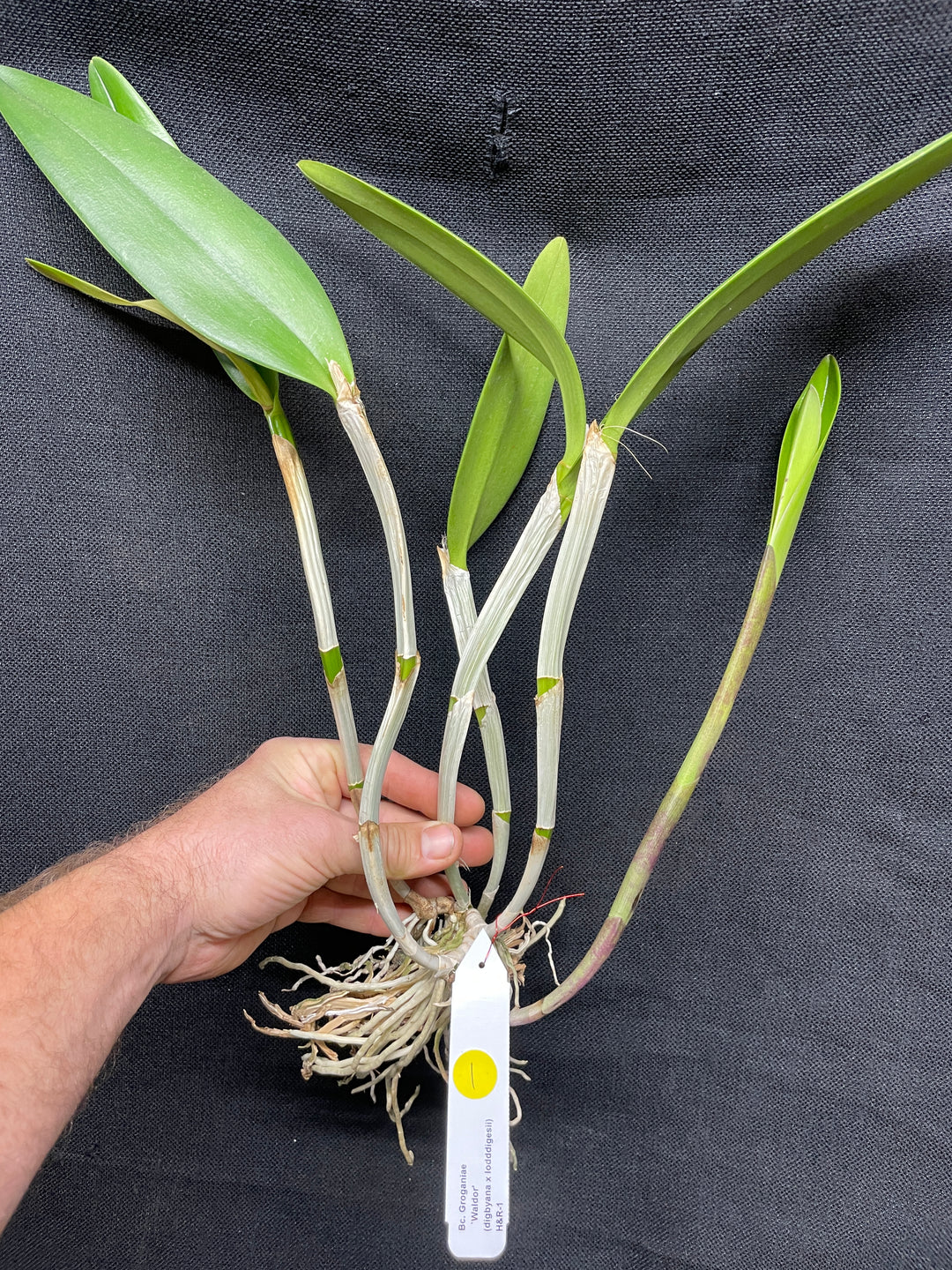 Bc. Groganiae `Waldor&