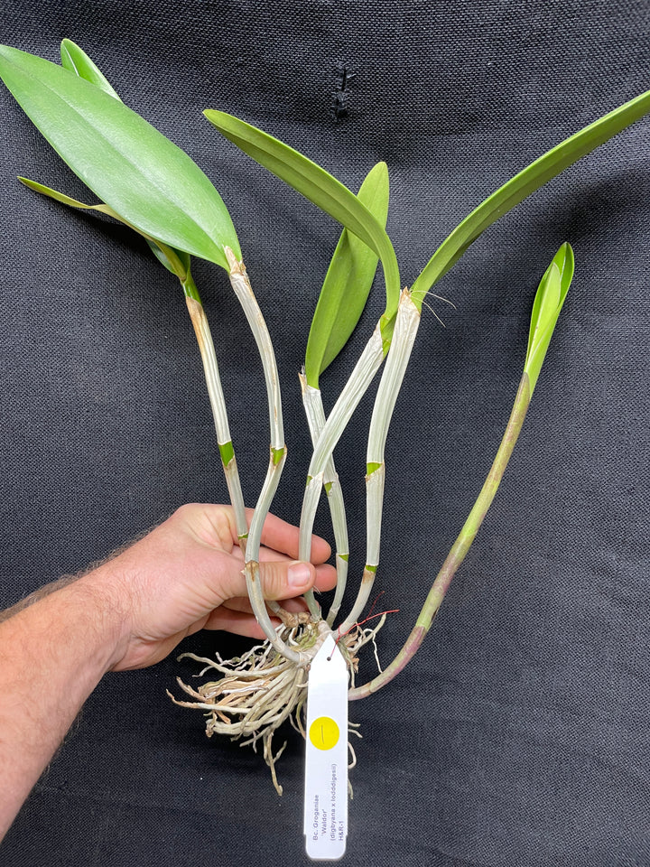 Bc. Groganiae `Waldor&