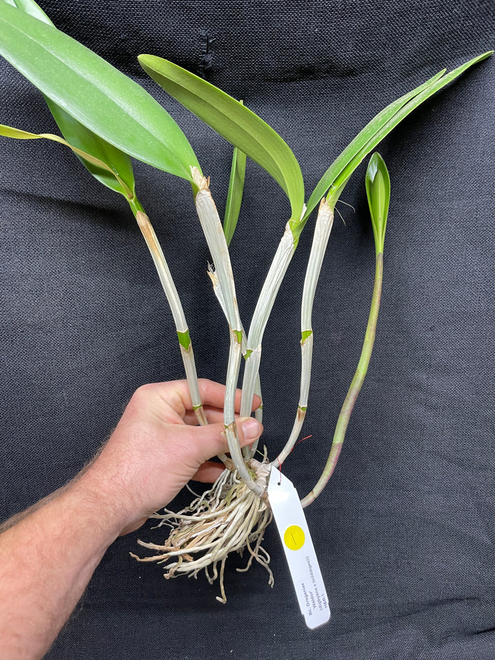 Bc. Groganiae `Waldor&