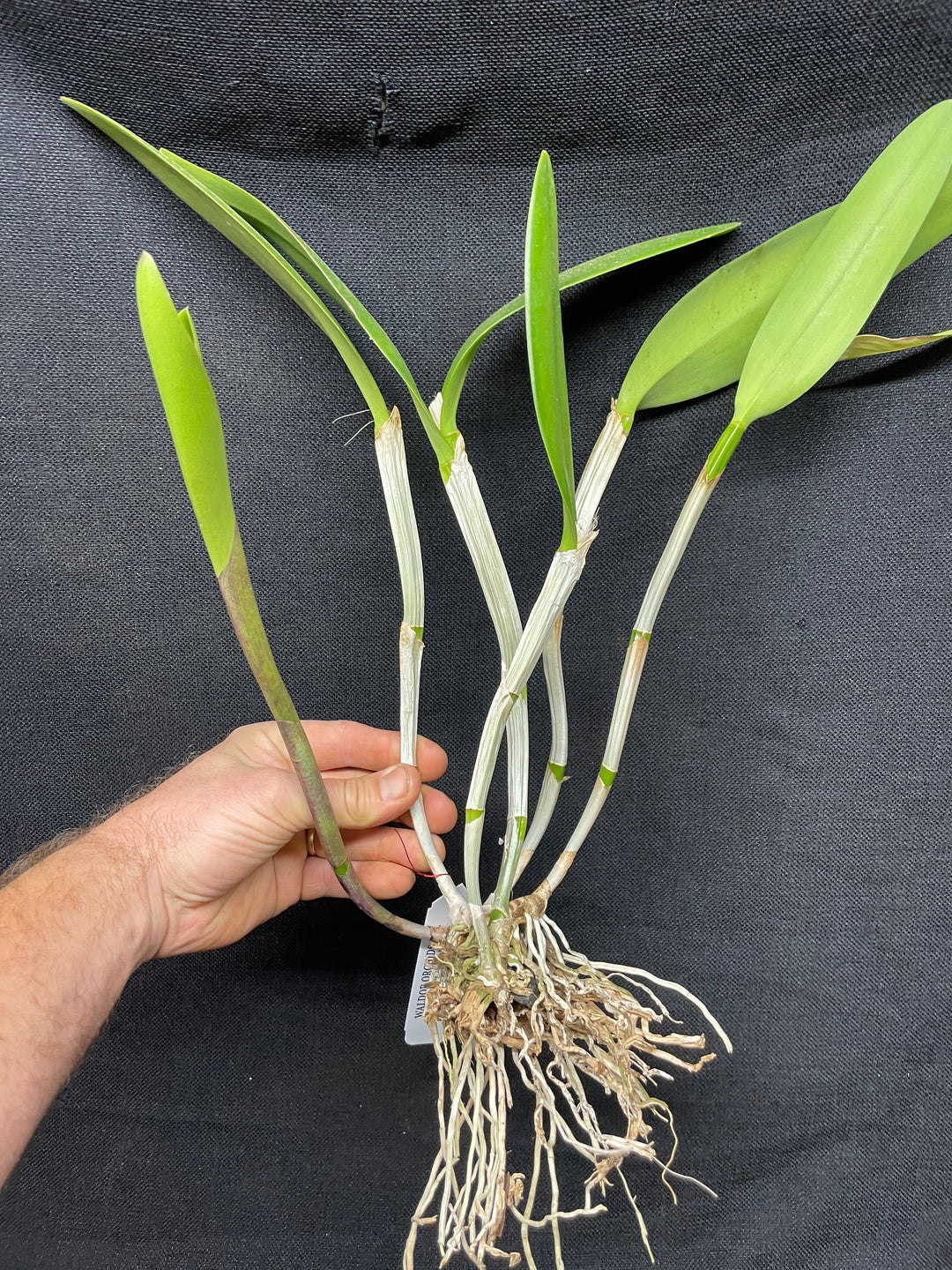 Bc. Groganiae `Waldor&