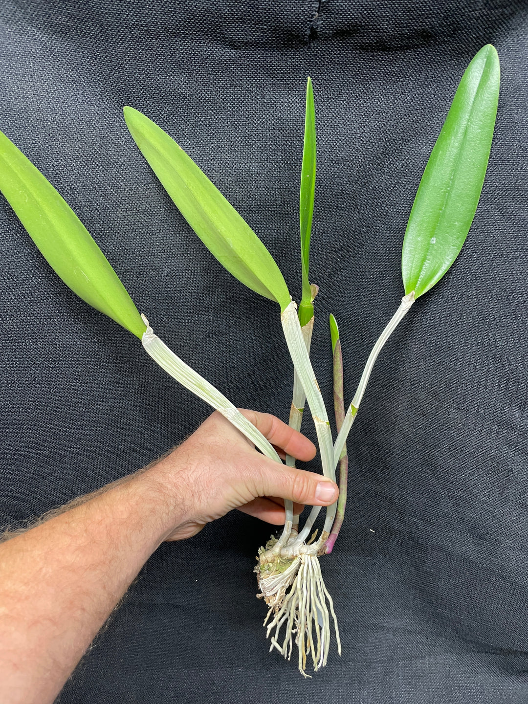 Bc. Groganiae `Waldor&