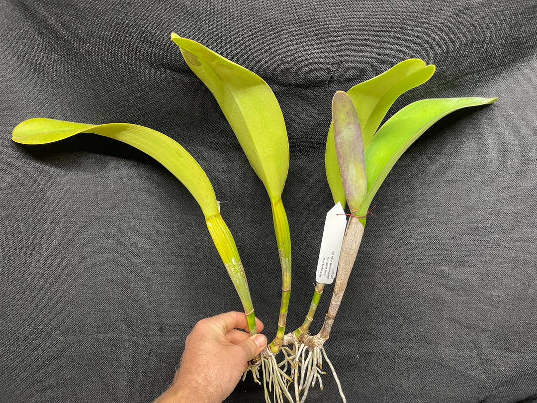 Blc. Sanyung Ruby `Grand Dragon&
