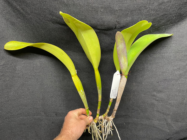 Blc. Sanyung Ruby `Grand Dragon&