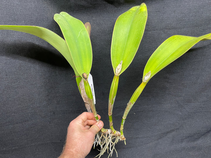 Blc. Sanyung Ruby `Grand Dragon&