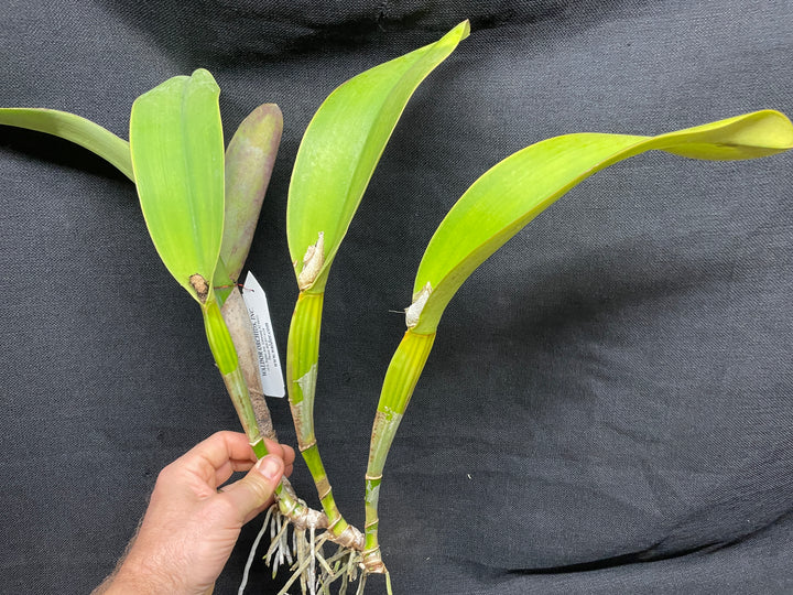 Blc. Sanyung Ruby `Grand Dragon&