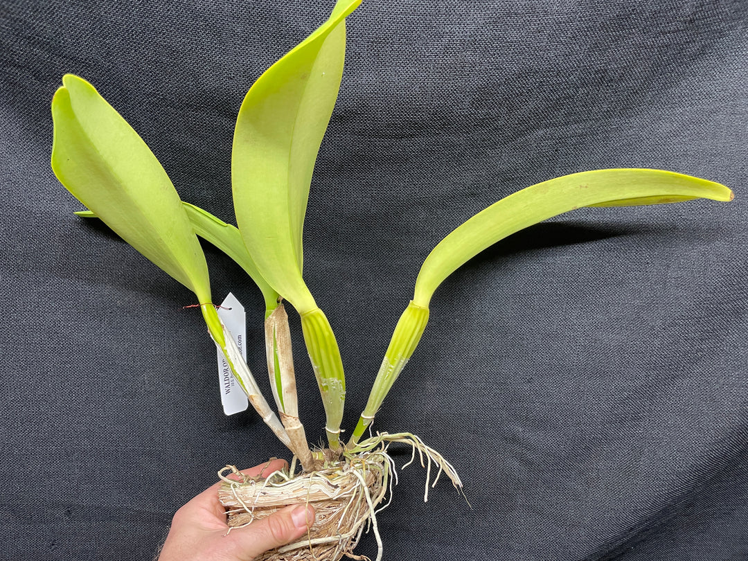 C. Fabia `Pale Yellow&
