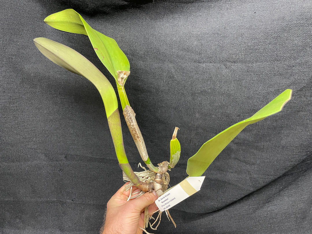 Blc. Don de Michaels `Razzmatazz&