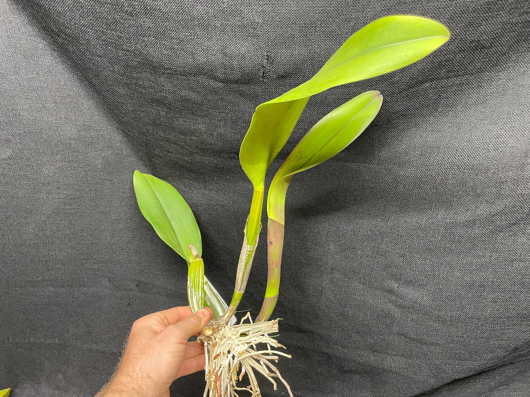 Blc. Don de Michaels `Razzmatazz&